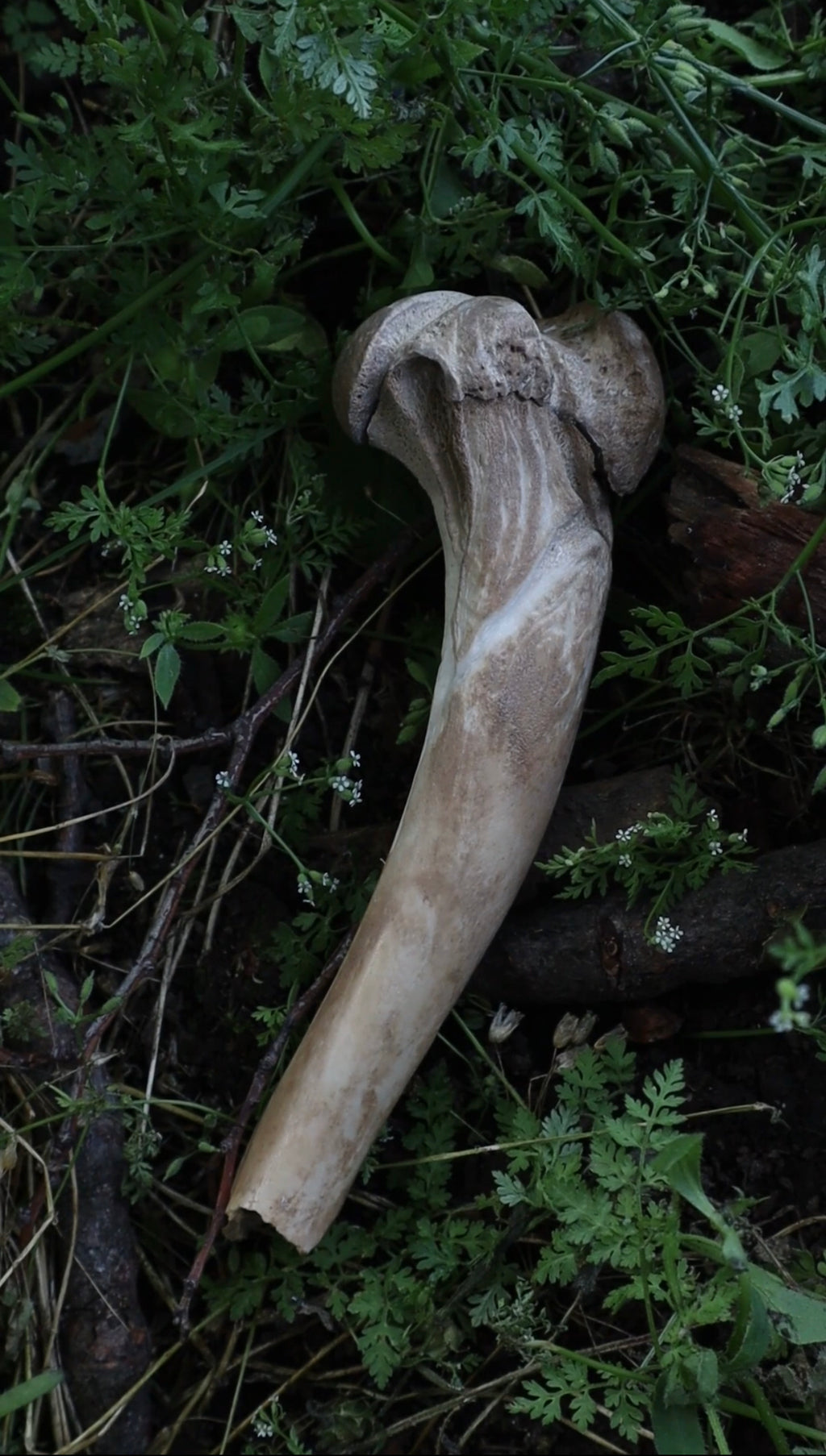 Reserved for Shayne - Dweller on The Threshold - German Shepherd Dog Humerus Bone Carving