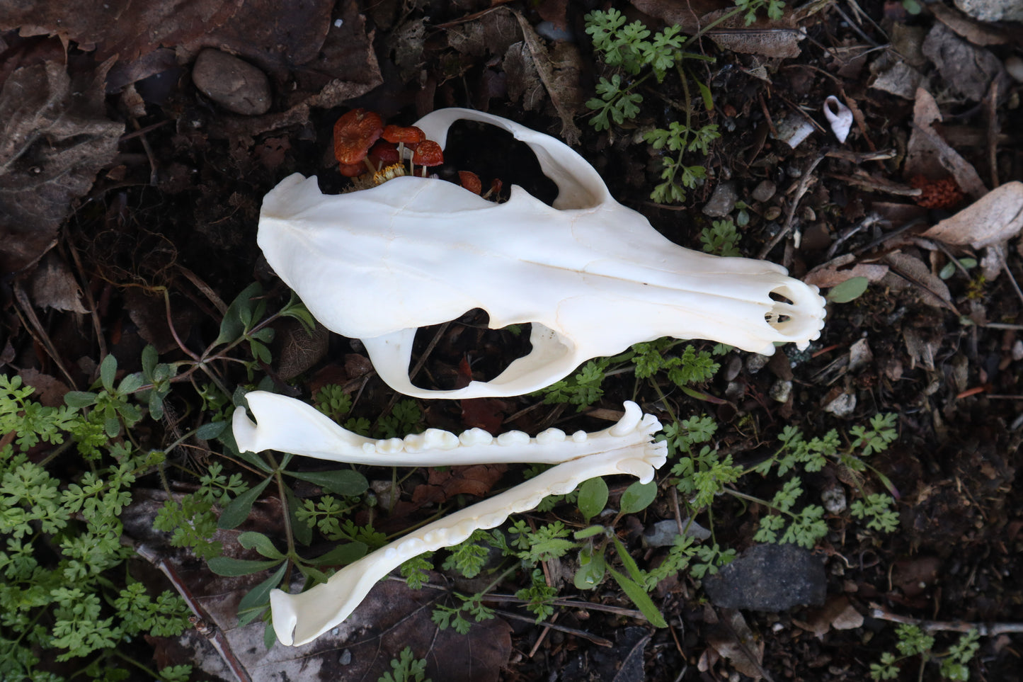 Reserved for Skye - Red Fox Mushroom Skullpture
