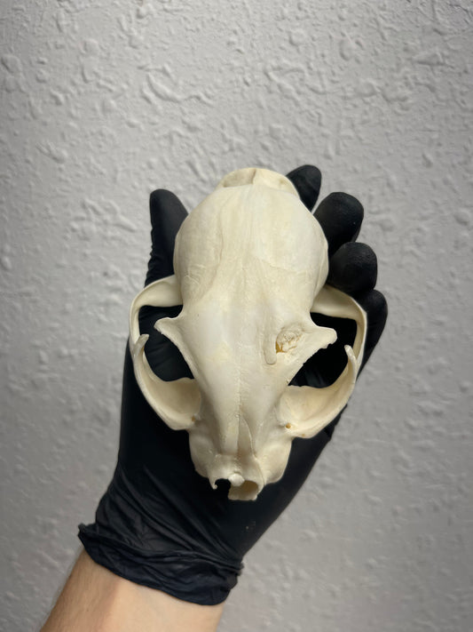 Reserved for Kaitlyn Michelle - Craft Pathological Bobcat Skull