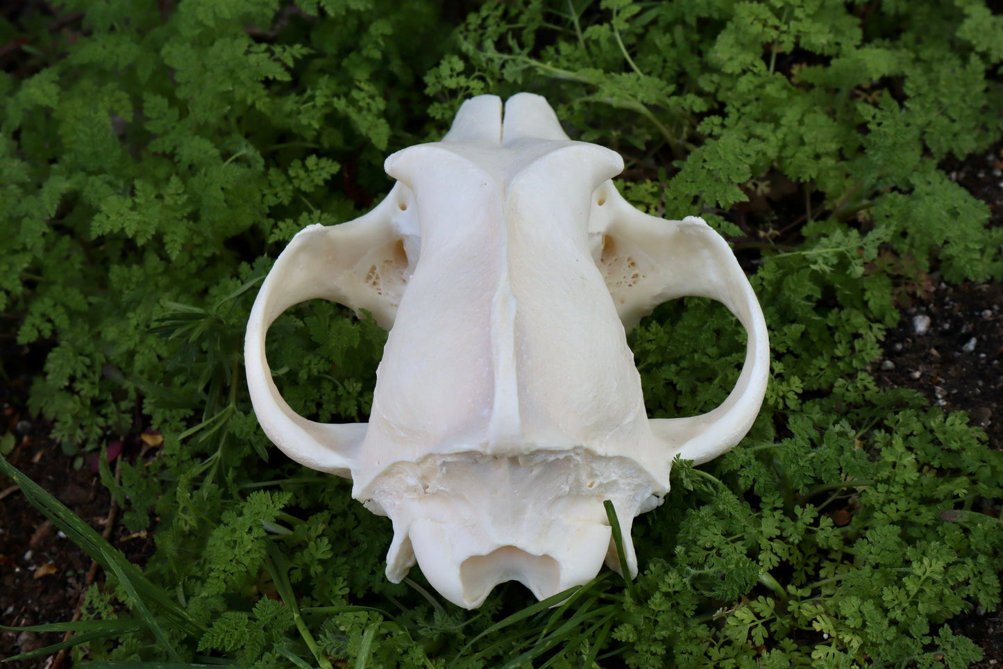 Reserved for Andie - Geriatric Gray Wolf Skull