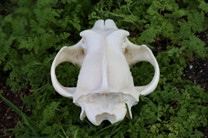 Reserved for Andie - Geriatric Gray Wolf Skull