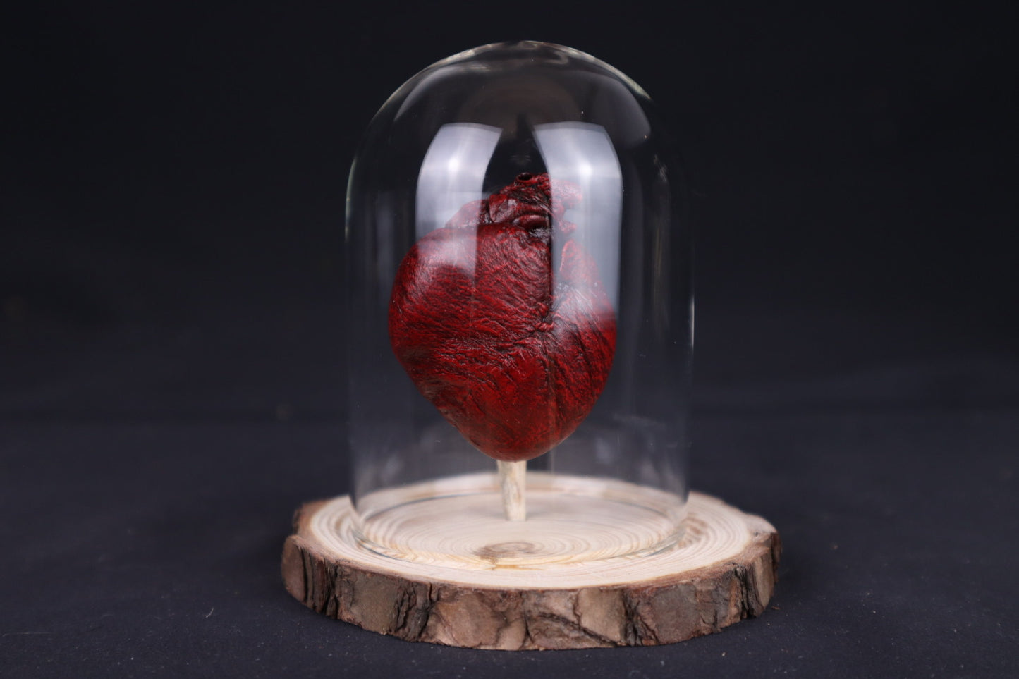 Reserved for Sam - Dry Preserved Red Fox Heart in Glass Dome