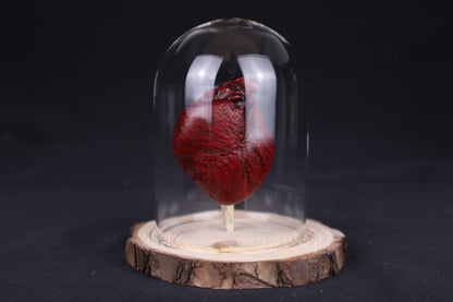 Reserved for Sam - Dry Preserved Red Fox Heart in Glass Dome
