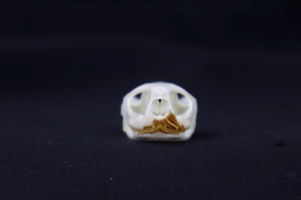 Red Eared Slider Skull