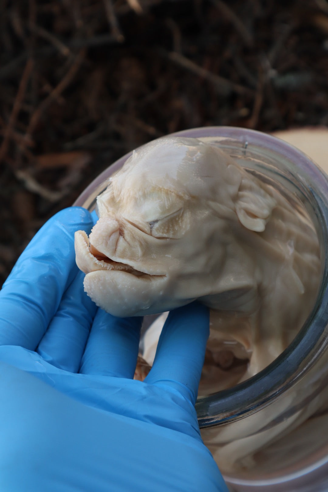 Reserved For Tommy - Wet Preserved Stillborn Piglet With Congenital Disorders