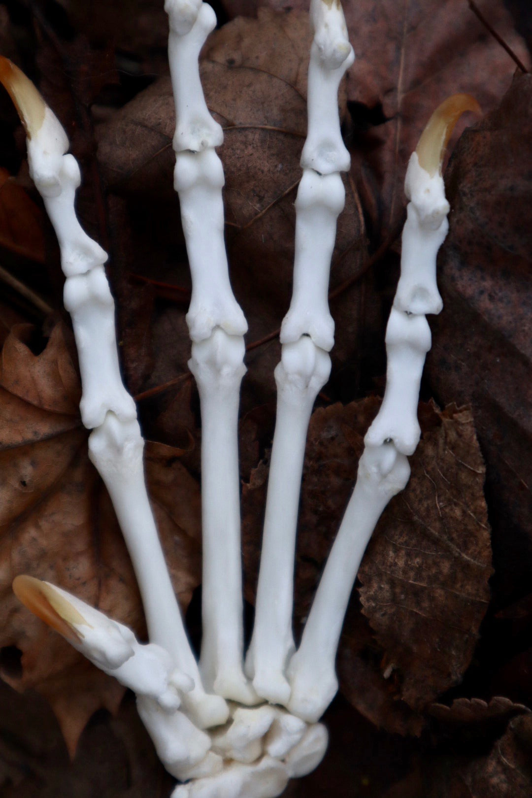 Bobcat Paw Articulation