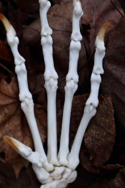 Bobcat Paw Articulation