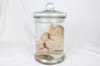 Reserved For Brianna - Wet Specimen Piglet with Congenital Disorders