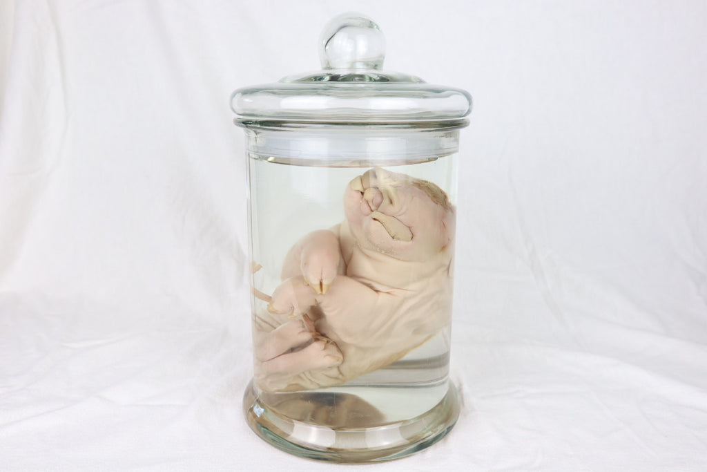 Reserved For Brianna - Wet Specimen Piglet with Congenital Disorders