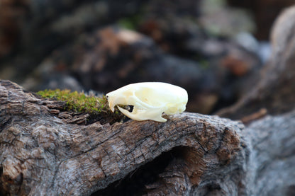 Mouse Skull