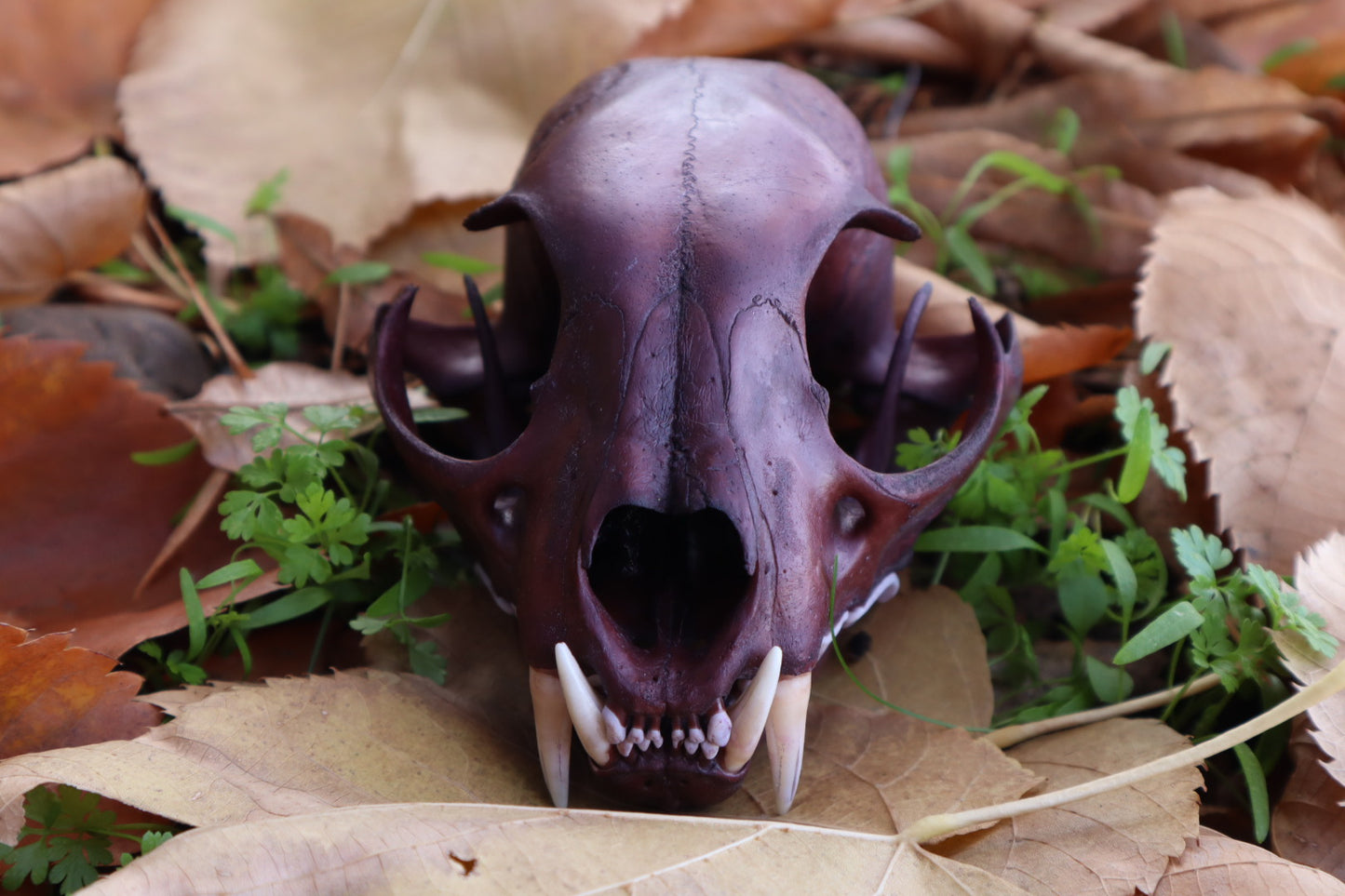 Reserved for Kristina - Naturally Stained Alaskan Lynx Skull