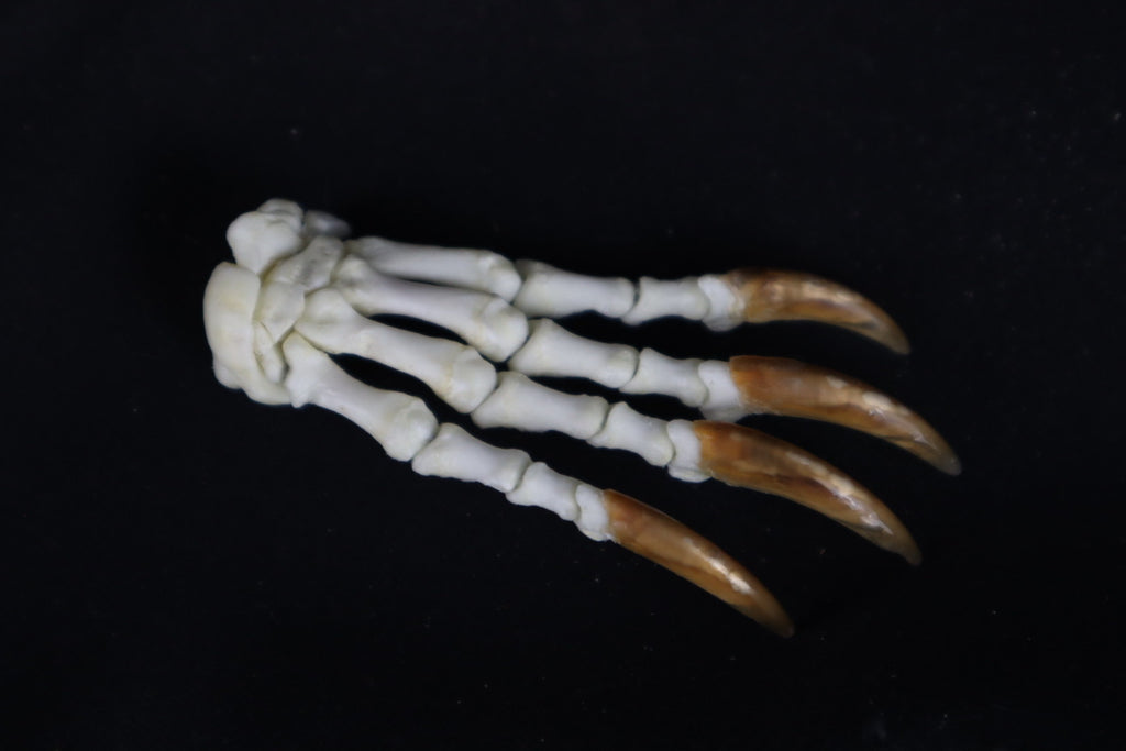 Porcupine Paw Articulation