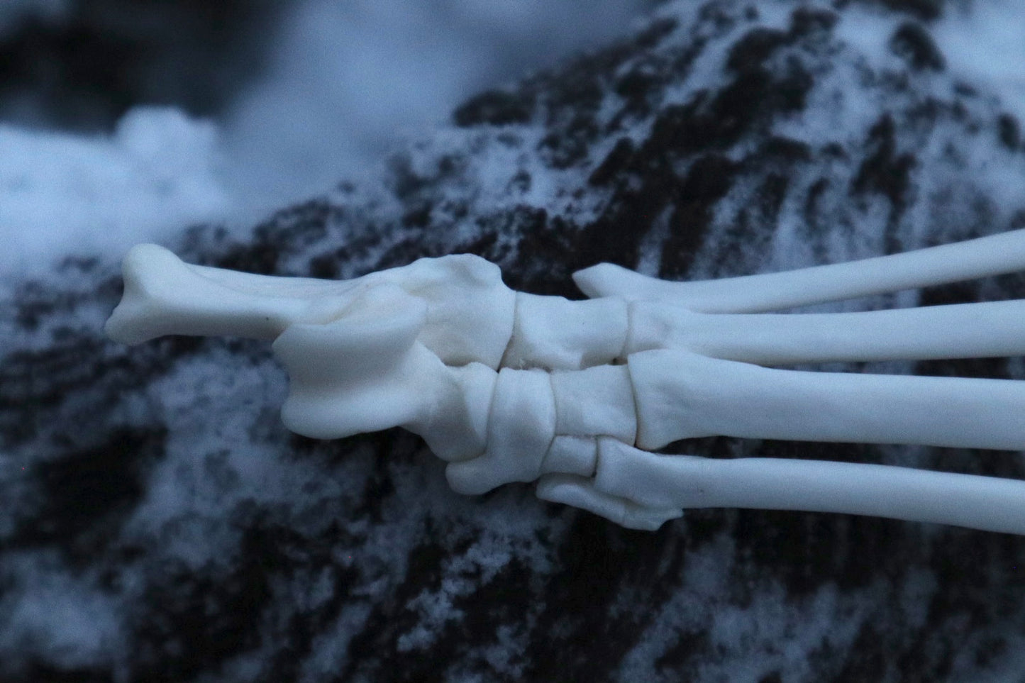 Bobcat Paw Articulation