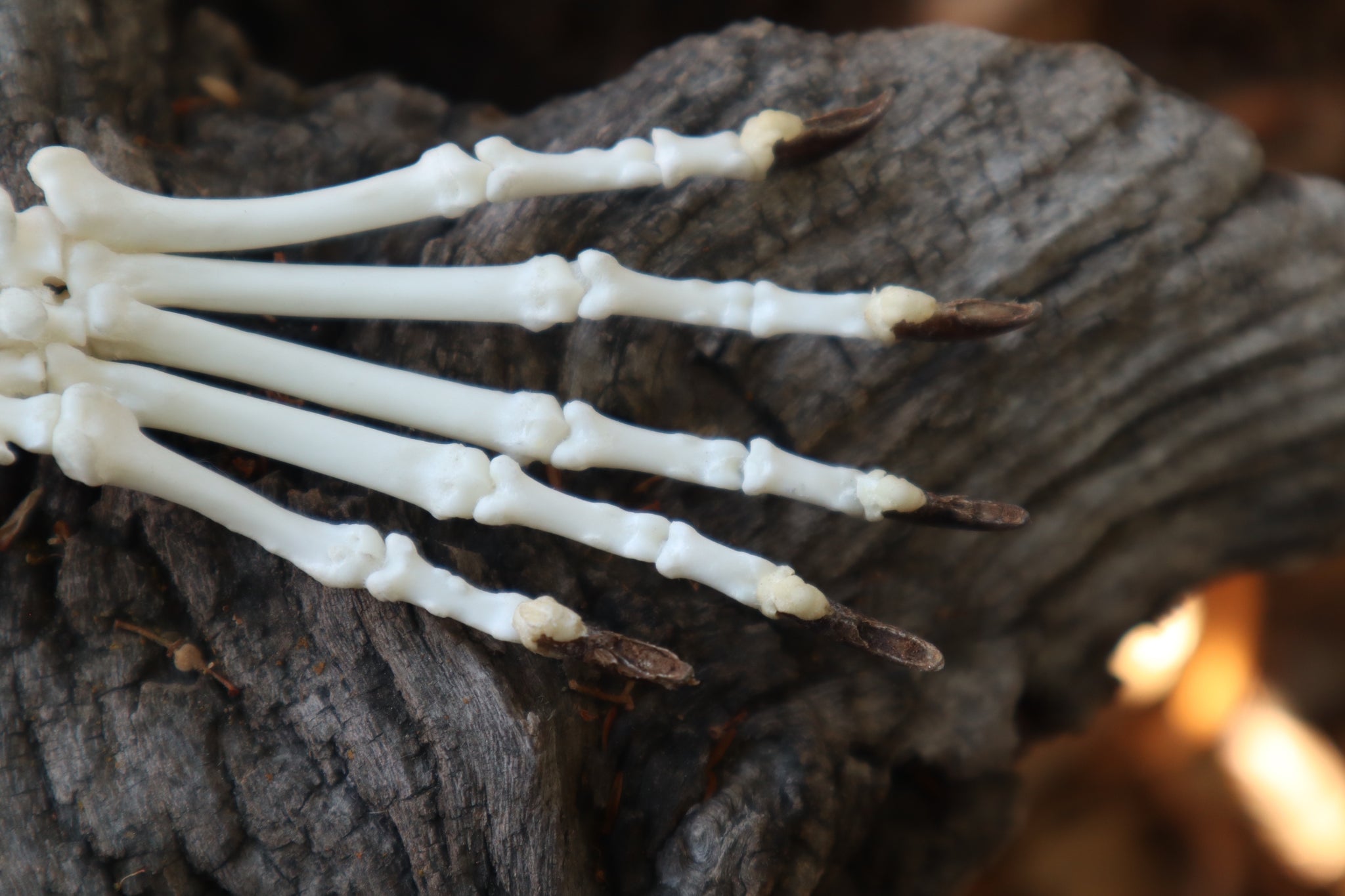 Raccoon Paw Articulation