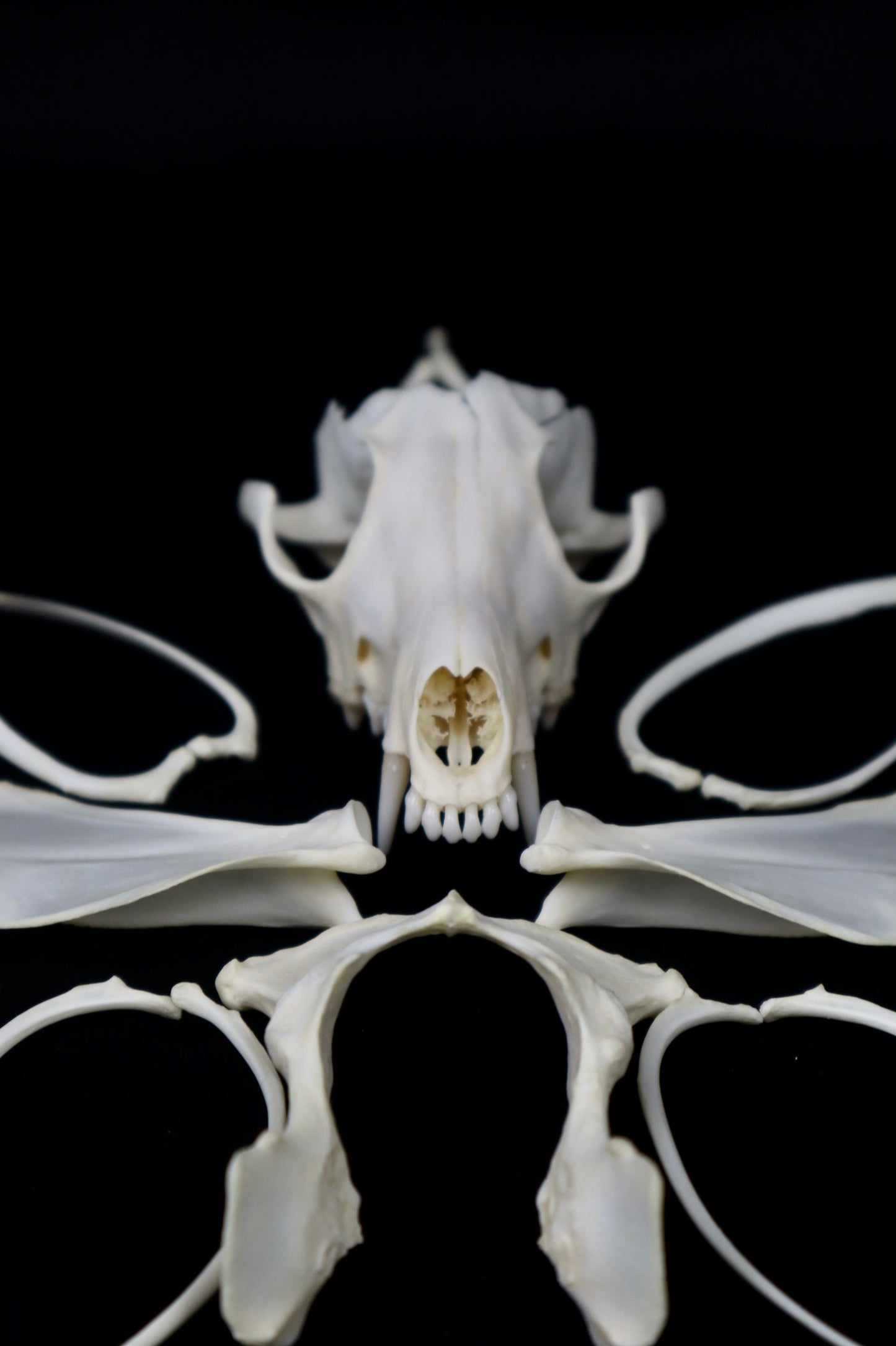 Red Fox Craft Bone Lot