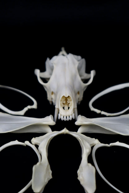 Red Fox Craft Bone Lot