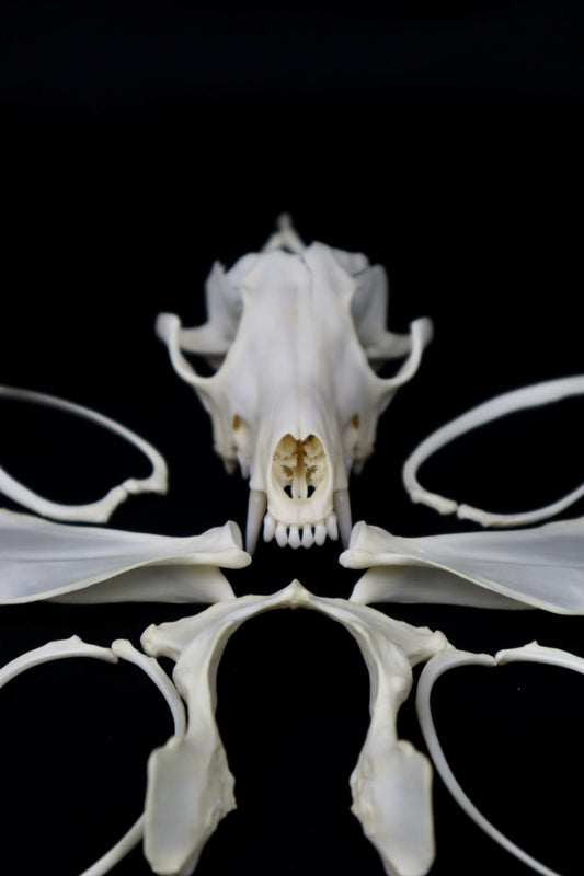 Red Fox Craft Bone Lot