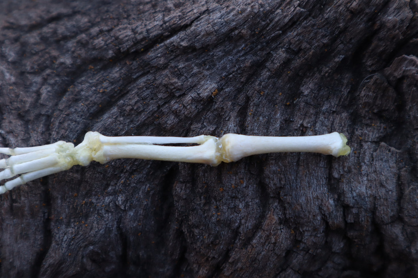 Stillborn Kitten Leg Articulation