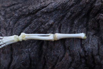 Stillborn Kitten Leg Articulation