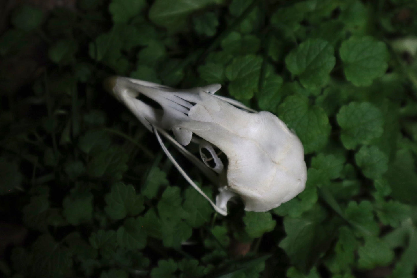 Chicken Skull with Sclerotic Rings