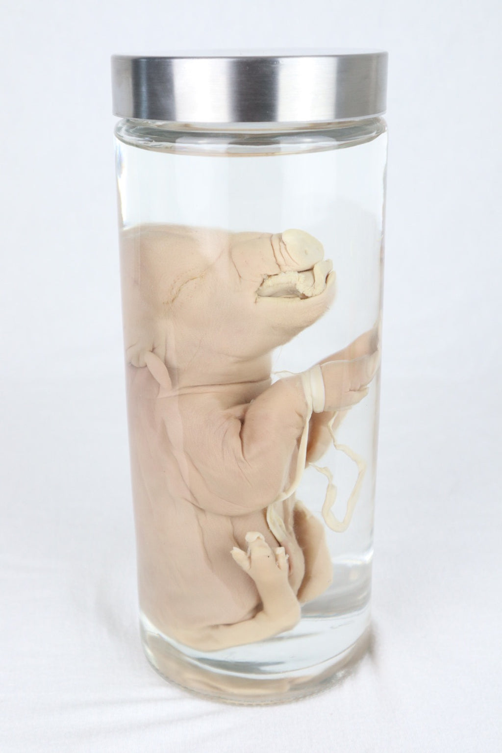 Wet Specimen Piglet with Congenital Disorders