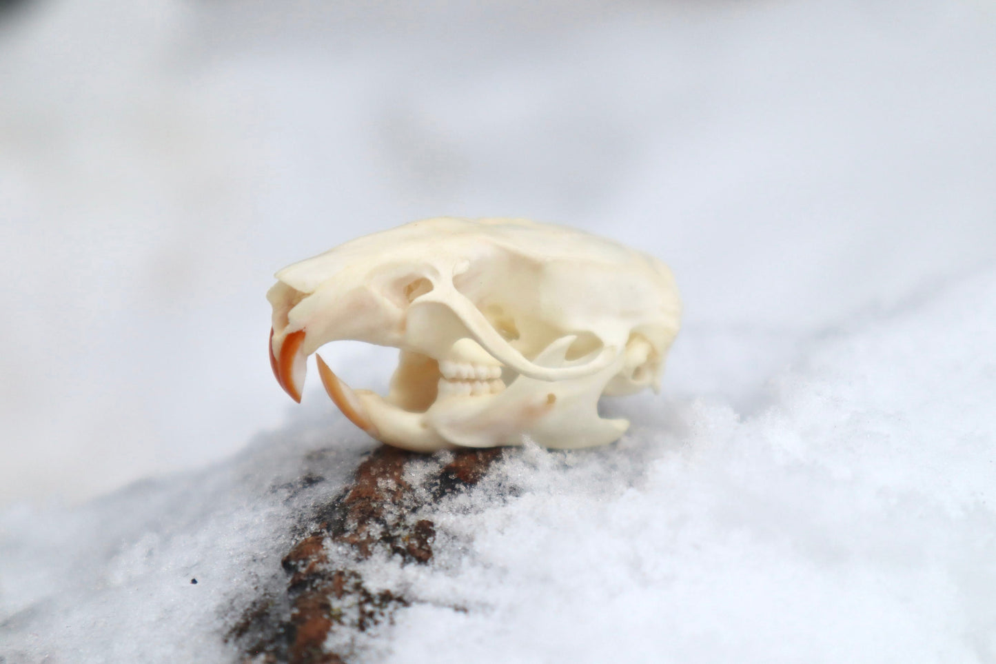Rat Skull