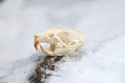 Rat Skull