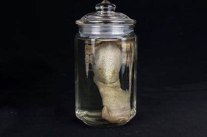 Reserved for Jacque - Wet Specimen Goat Tongue