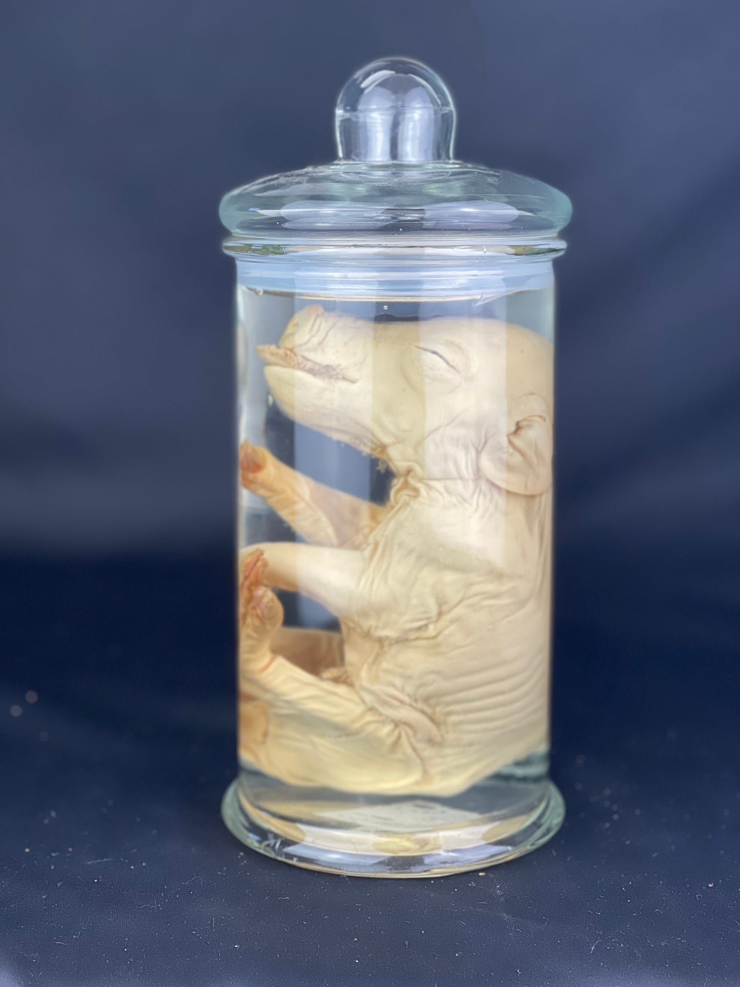 Reserved for Alyssa - Wet Specimen Piglet