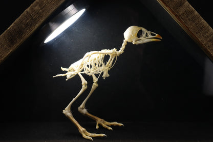 Sub-Adult Chicken Articulation in Glass Display Case