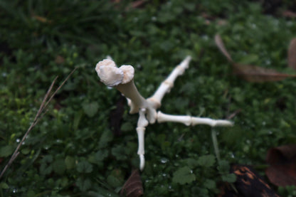 Chicken Foot Articulation