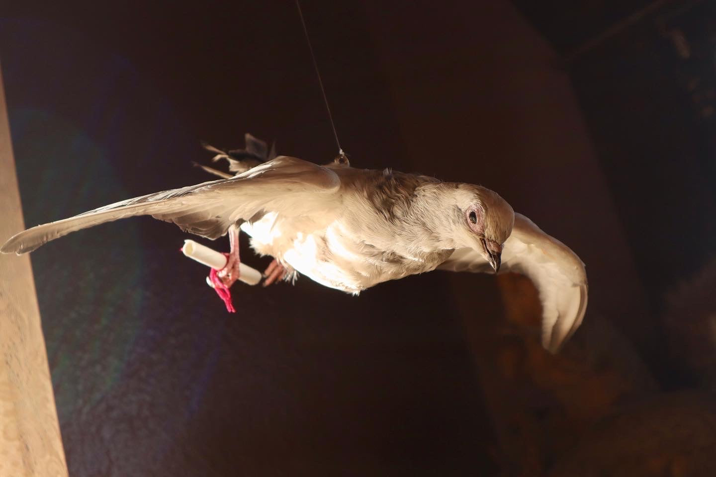 Taxidermy Pigeon