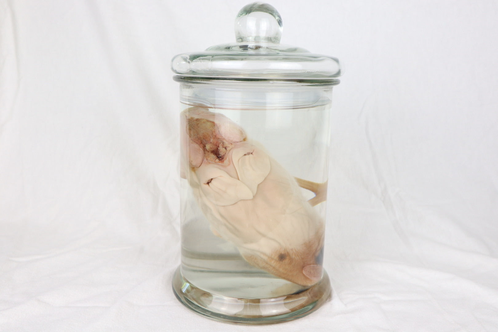 Reserved For Brianna - Wet Specimen Piglet with Congenital Disorders