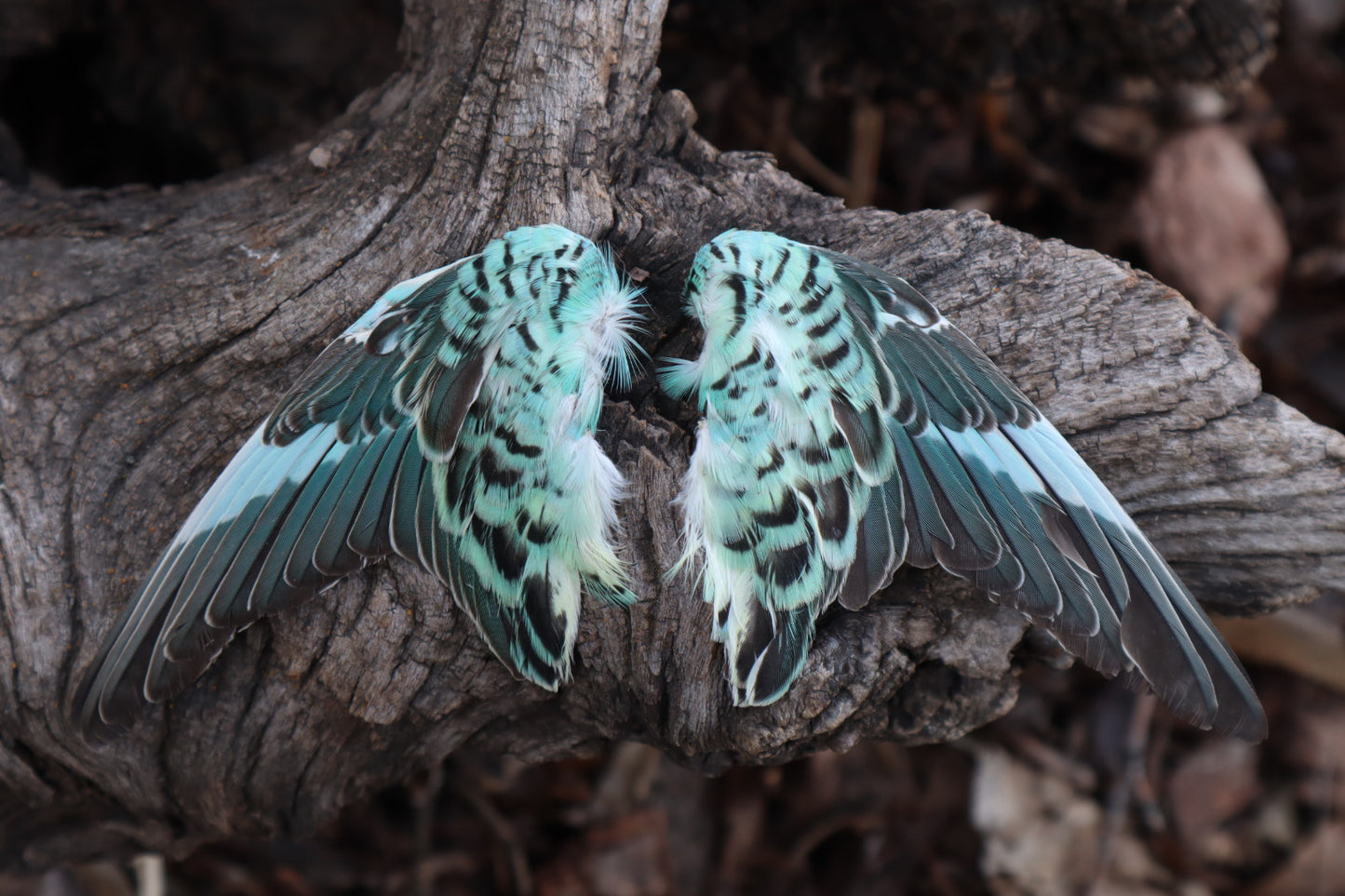 Reserved For Jeromy - Dry Preserved Parakeet Wings