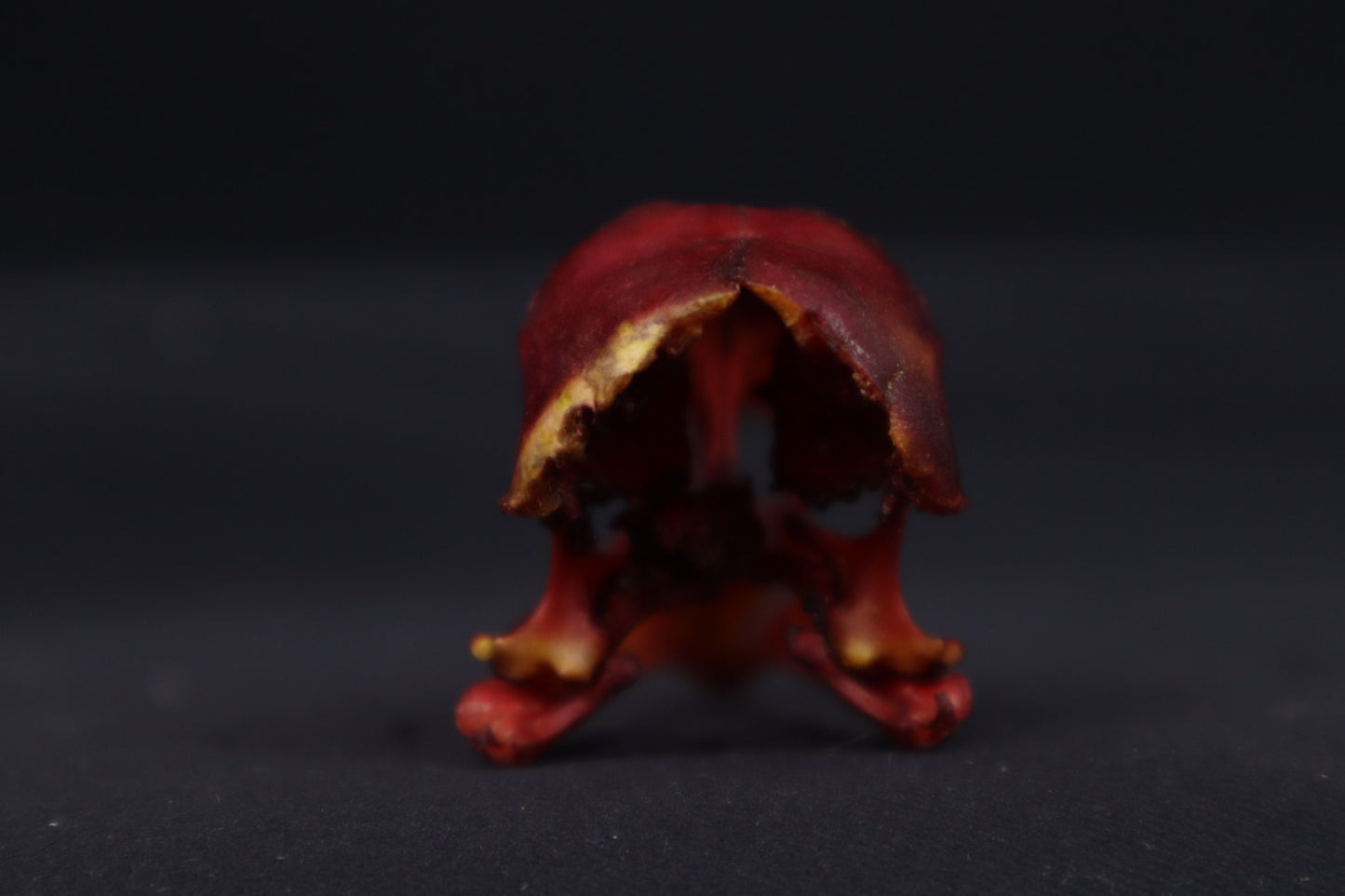 Craft Naturally Stained Chicken Skull