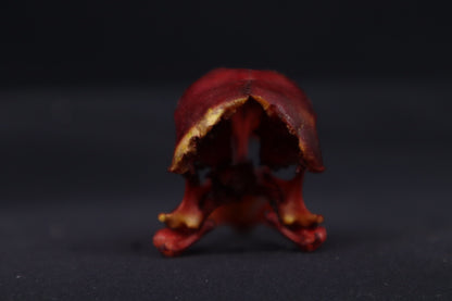 Craft Naturally Stained Chicken Skull