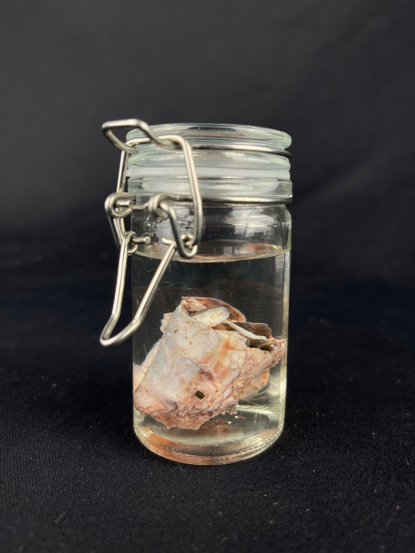 Reserved for Amaranth Arts -  Wet Specimen Gray Wolf Nose Cartilage