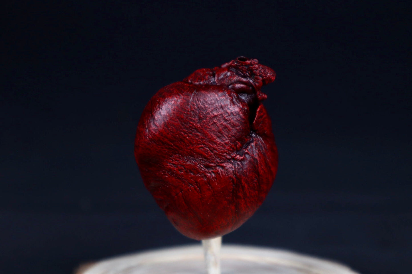 Reserved for Sam - Dry Preserved Red Fox Heart in Glass Dome