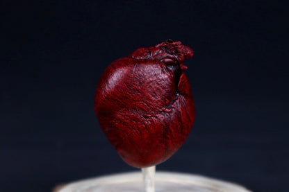 Reserved for Sam - Dry Preserved Red Fox Heart in Glass Dome