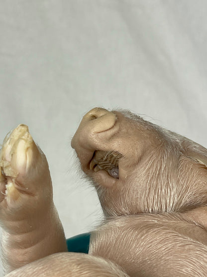 Reserved For Mariah - Wet Specimen Piglet with Congenital Disorders