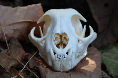 Reserved for Gabi - Bobcat Skull