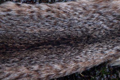 Bobcat Wallhanger