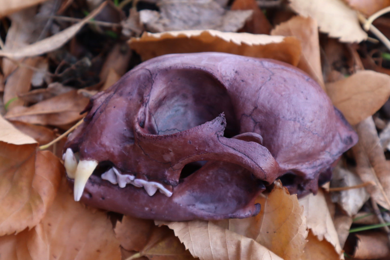 Reserved for Allie - Naturally Stained Alaskan Lynx Skull