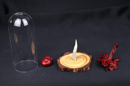 Dry Preserved Red Kangaroo Joey Heart and Lungs in Glass Dome