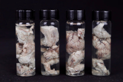 Mountain Lion Brain Bit Wet Specimen