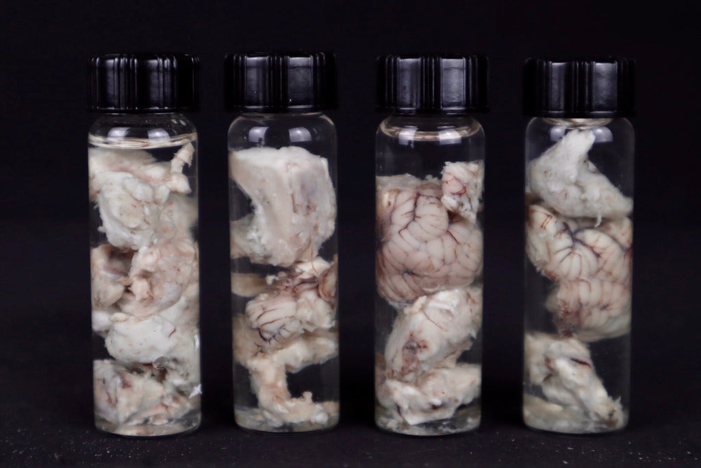Mountain Lion Brain Bit Wet Specimen