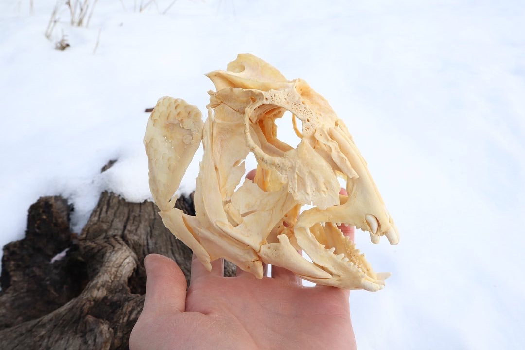 Reserved For Jared - Wrasse Fish Skull