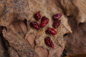 Dry Preserved Parakeet Heart