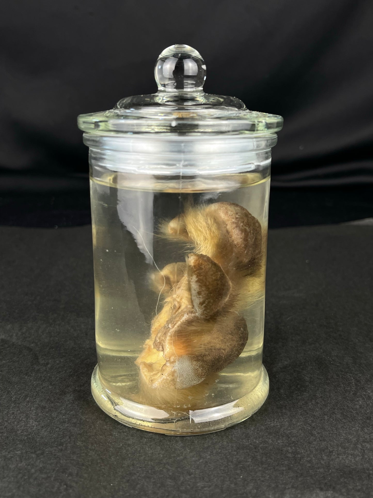 Reserved for The Vanity Witch -  Wet Specimen Northern Rocky Mountain Timber Wolf Paw Pads