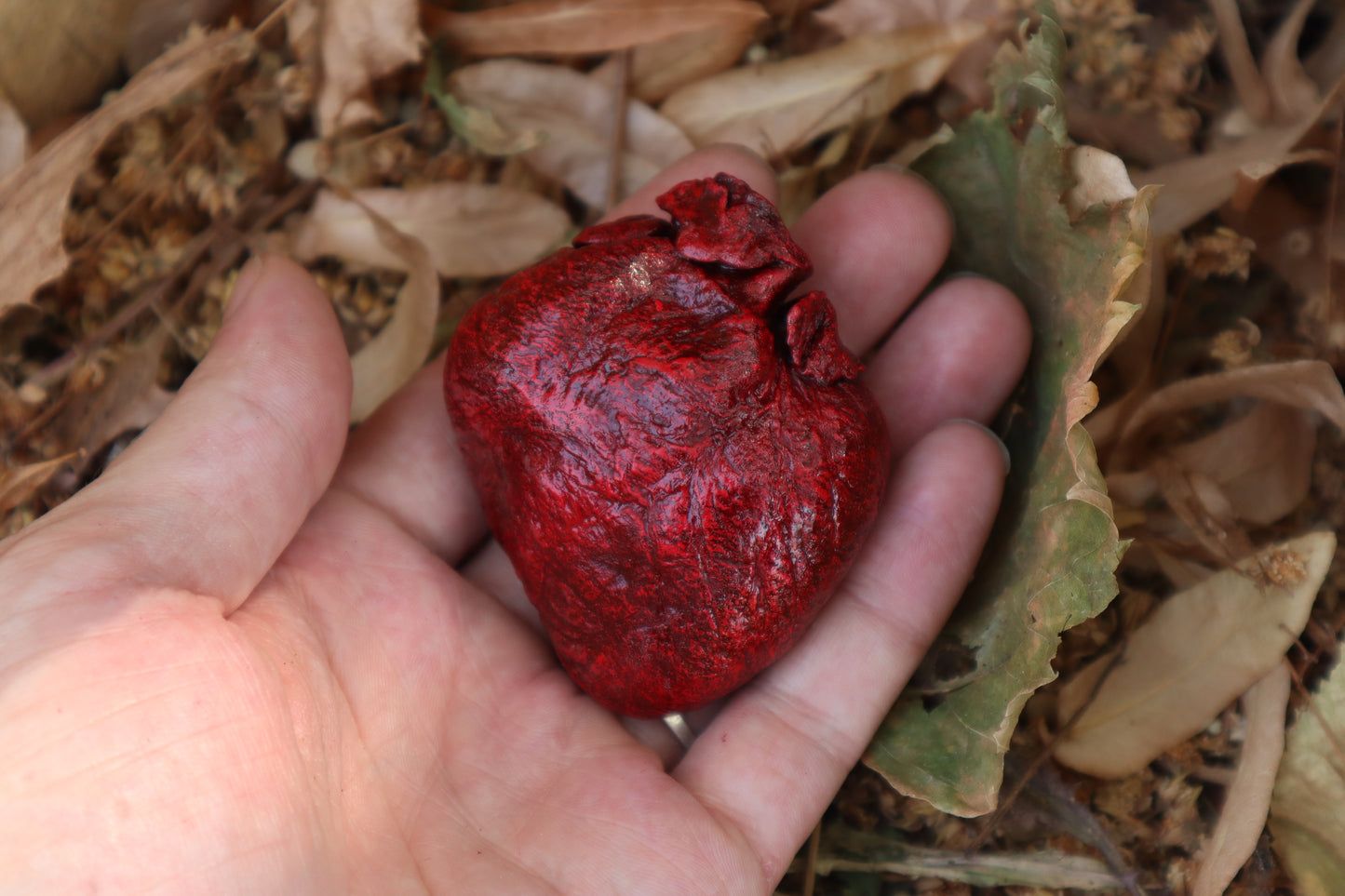 Reserved for Xana - Dry Preserved Coyote Heart